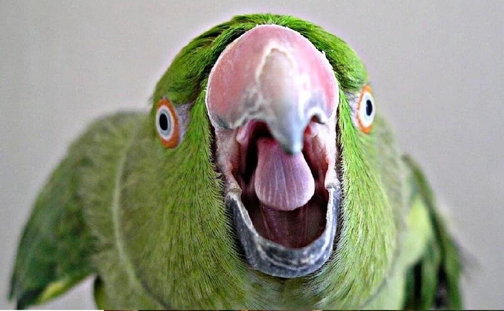      Попугаи очень шумные питомцы.