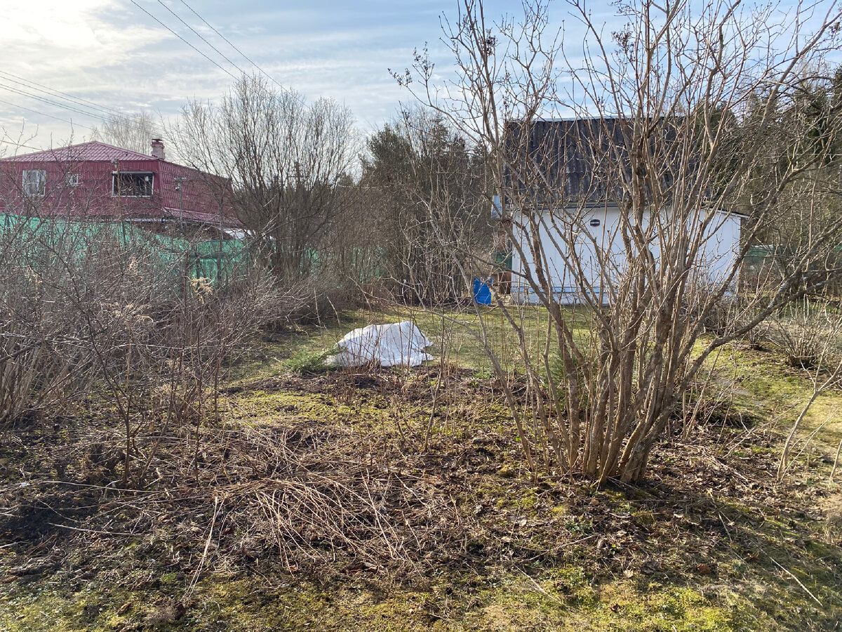 Вот про этот участок речь. Я стою на парковке и фотографирую от топинамбура и сирени в сторону дома. Белое - укрытие роз. 