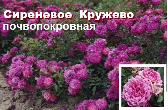 Цветы хорошо переносят и дождь, и жару. Цветет большими гроздями ярко-фиолетовых цветов
