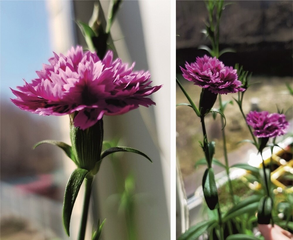    Гвоздика 'Династия' в цвету