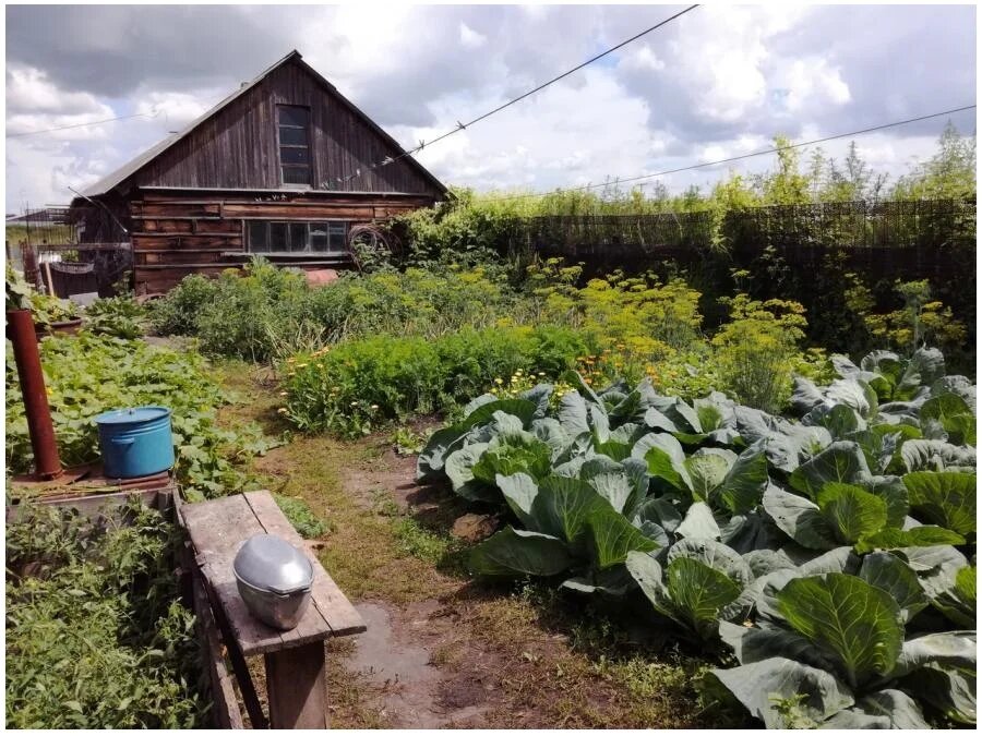 Классический российский огород.