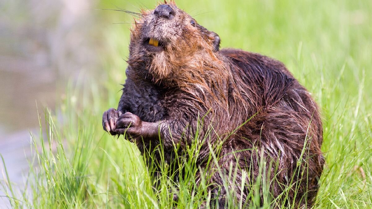 Фото- pxfuel.com