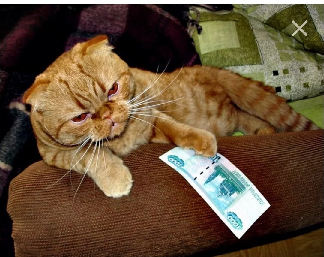 Дайте кота. Кот с деньгами. Денежный котик. Кот дает деньги. Кот с денежкой.