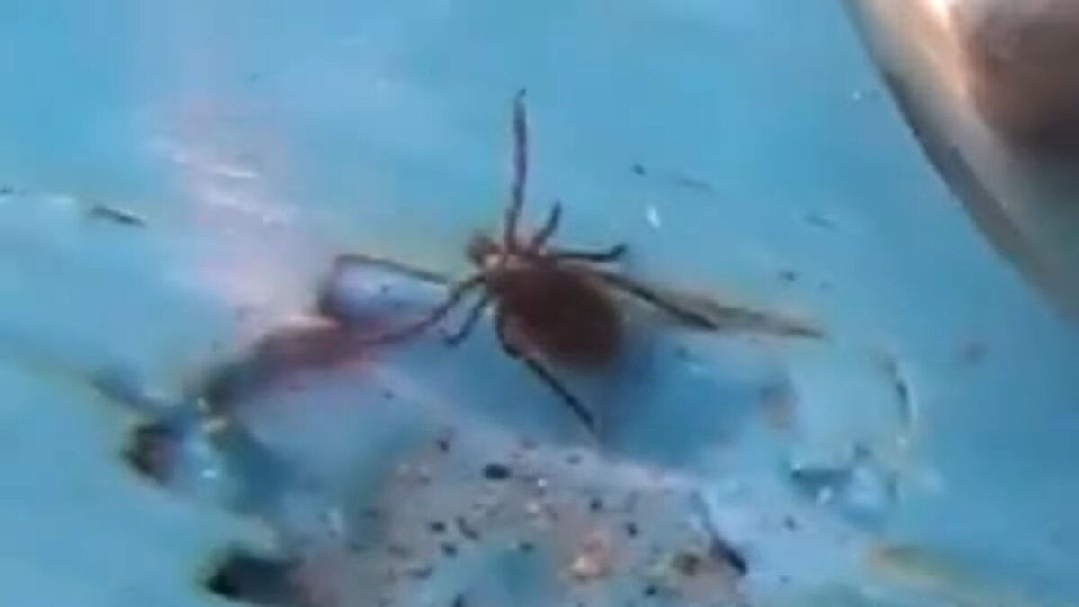 Огонь и энцефалитный клещ - огонь распрямляет клещу ноги