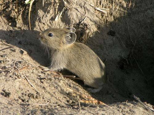 Даурская пищуха. Фото В. Кирилюка