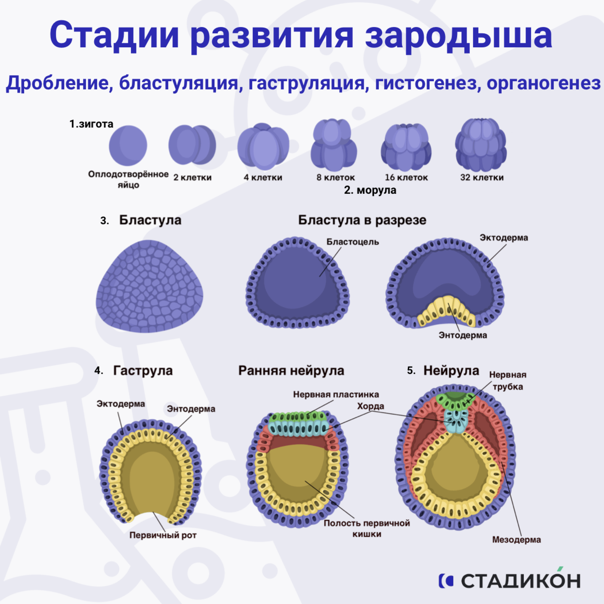 Этапы эмбриогенеза животных