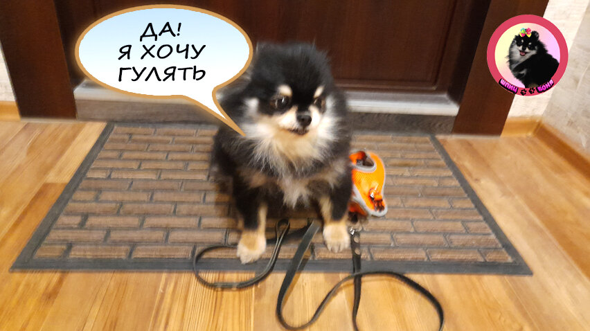 Обожаю гулять 🐾 Шпиц Боня