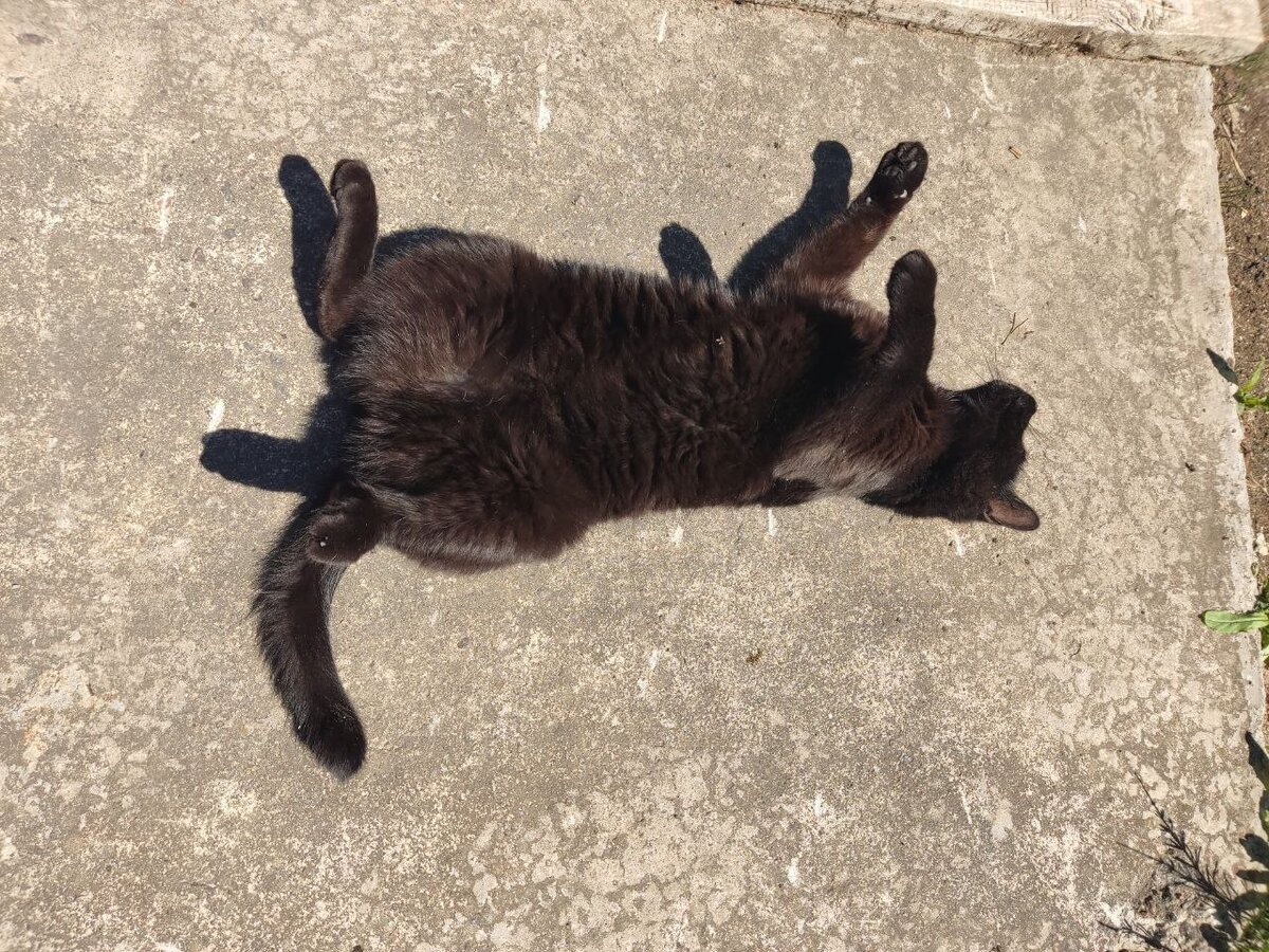 Тучик-многоручик загорает