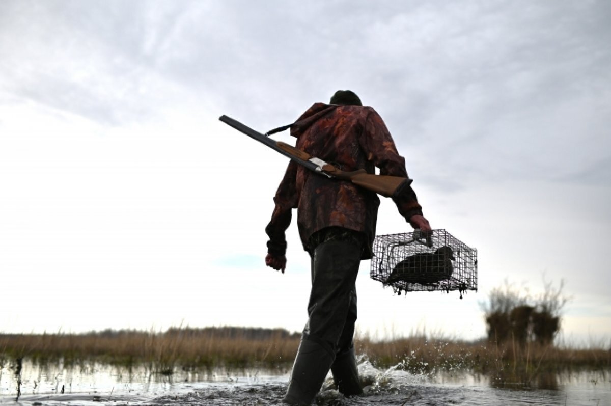    Охота с подсадной.