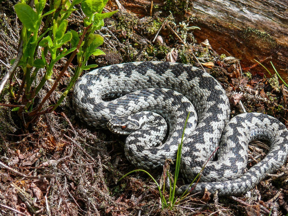 Гадюка серая. Фото из открытых источников.
