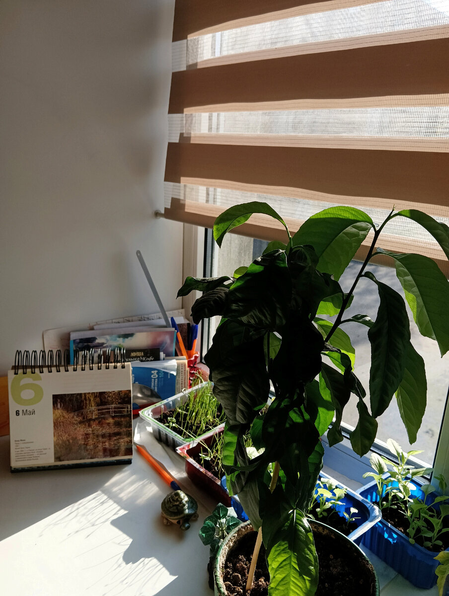 Фото автора, как и все ниже. Дома, утром. 