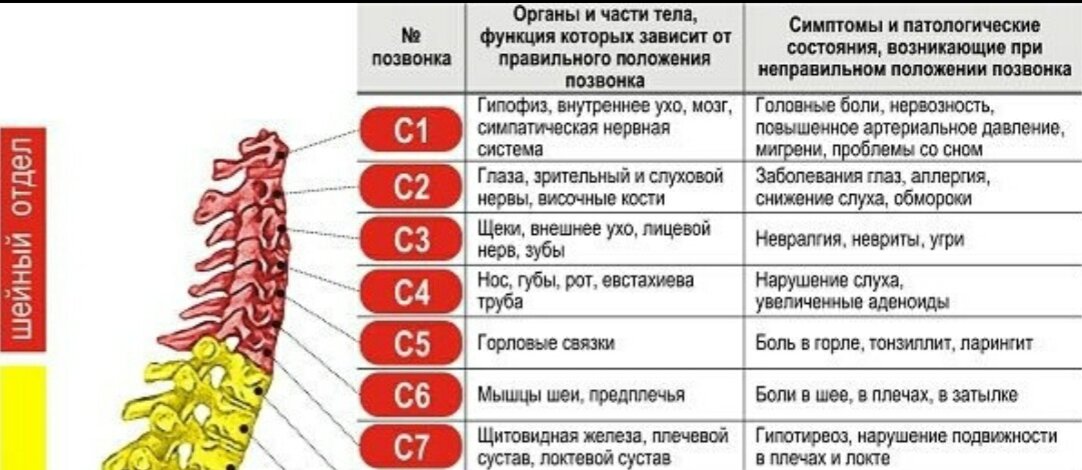 Шейный позвоночник