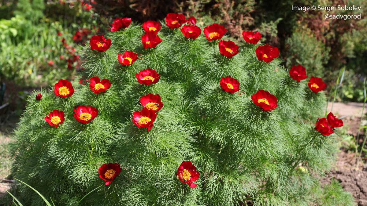 Пион тонколистный Paeonia tenuifolia