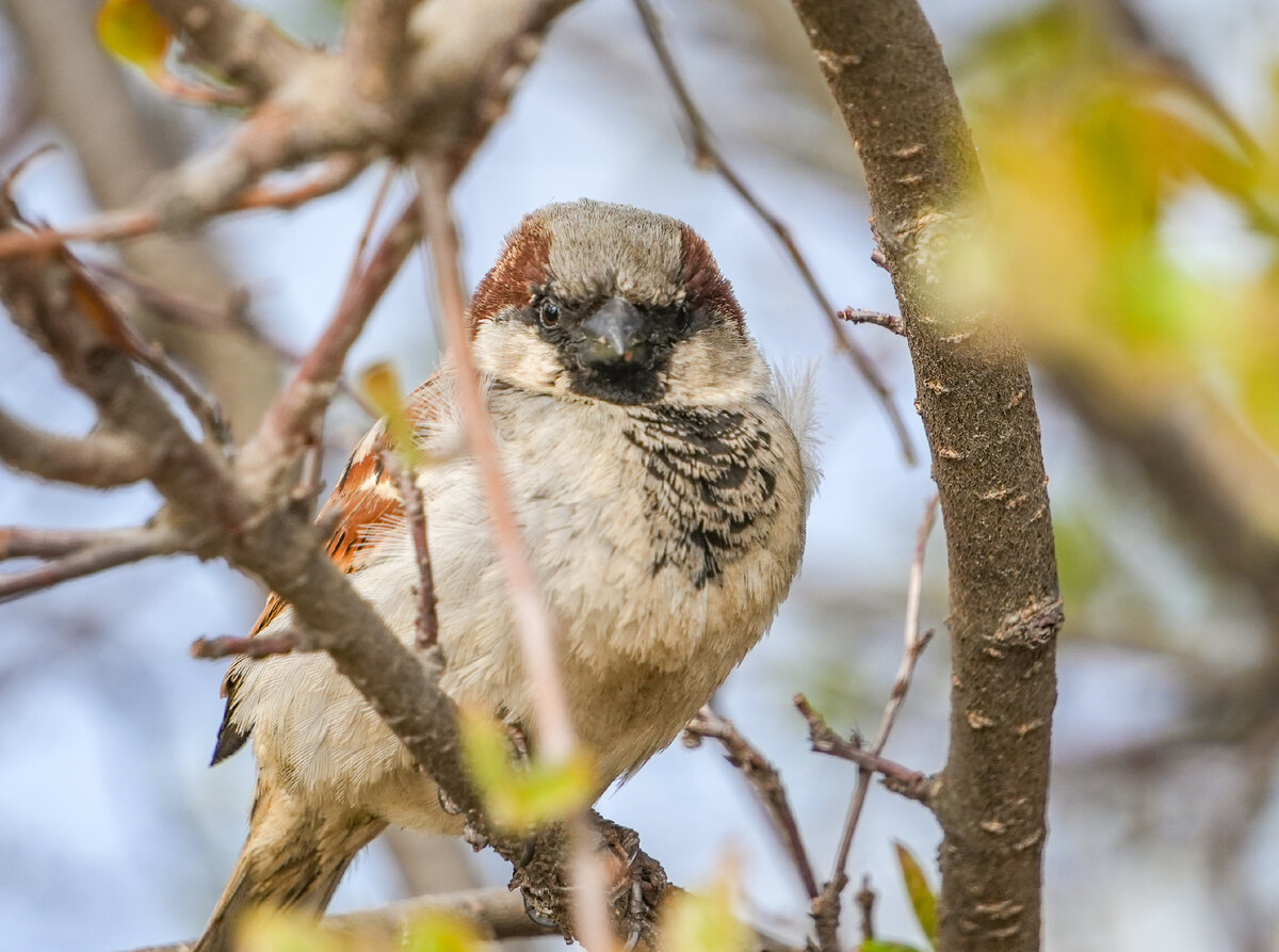 Домовый Воробей Passer domesticus