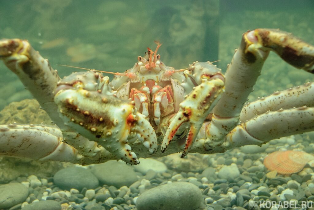 Краб / Фото: Корабел.ру  📷
