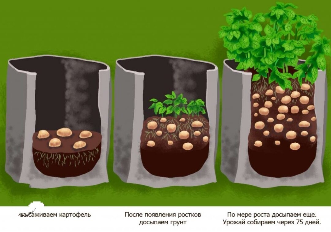 Посадка картофеля голландским способом схема