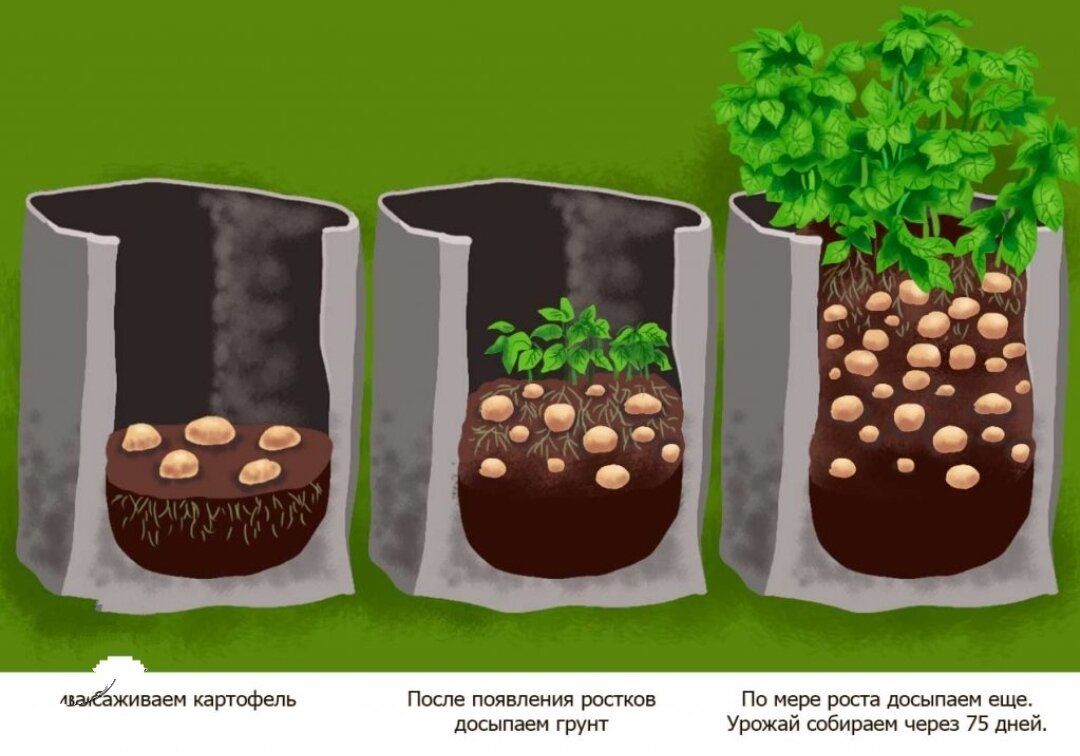 5 самых популярных способов, как можно посадить картошку | Эффективно и  просто — комнатные растения, сад и огород | Дзен