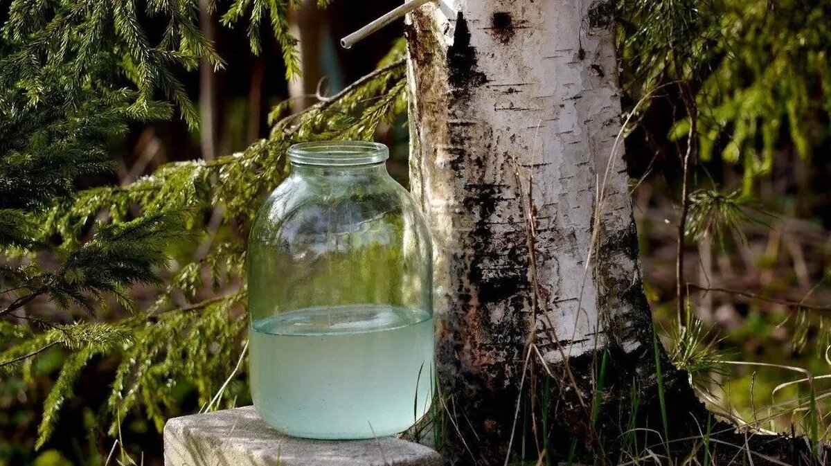 Березовый сок помогал людям во многих вопросах здоровья. Фото: pxhere.com
