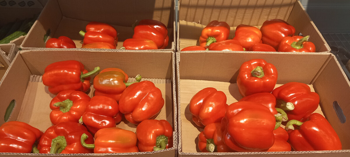 Фото автора. Стоимость перчиков менее 200 рублей.