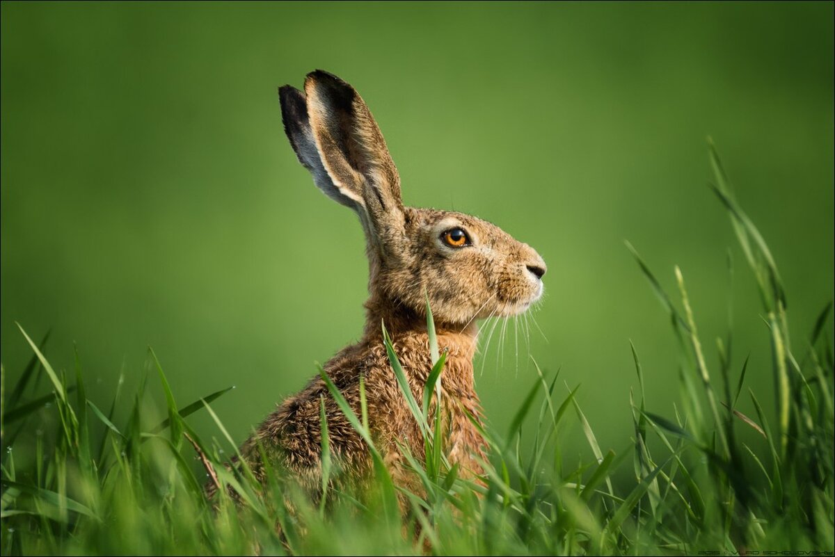 измерение температуры у кроликов. заяц косой сидит за осокой. зайцы пфс. зайцы замер. заяц русак и заяц беляк весной.