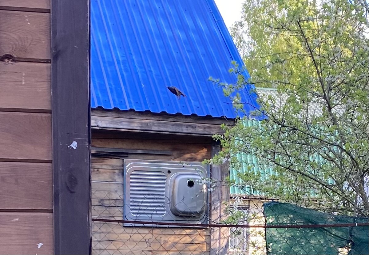 Скворечник-раковина и скворец в полете