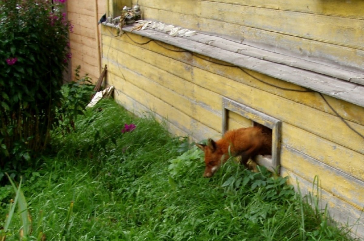    Биологи просят жителей Тверской области не подкармливать и не убивать лис