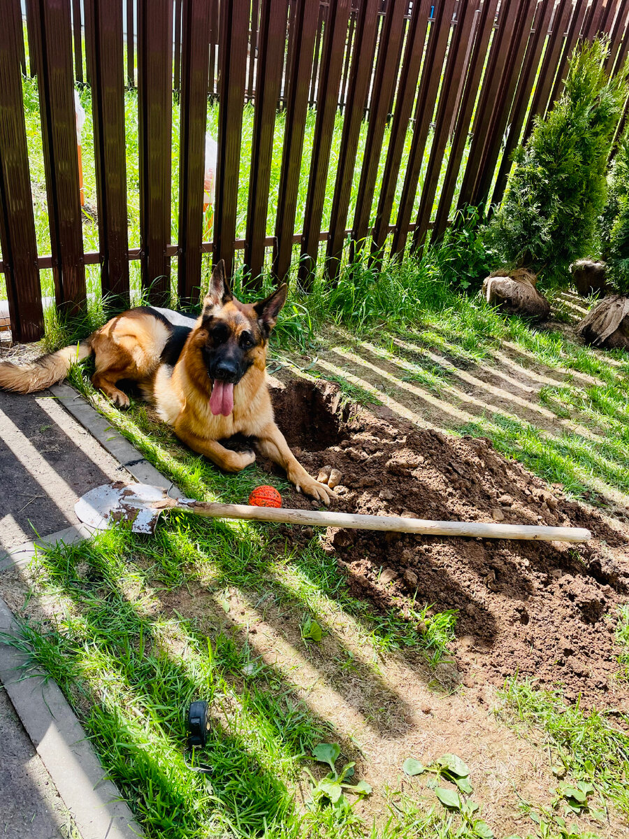 Собака на даче как слон в посудной лавке. Почему родственники не рады ...