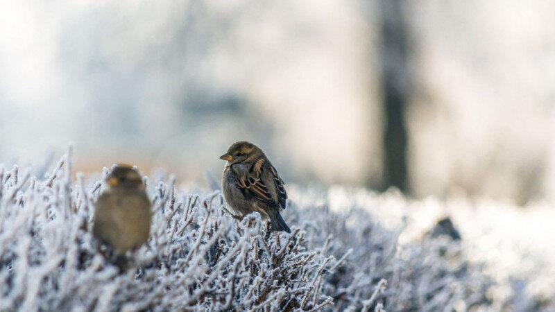     Заморозки. Иней. СС0