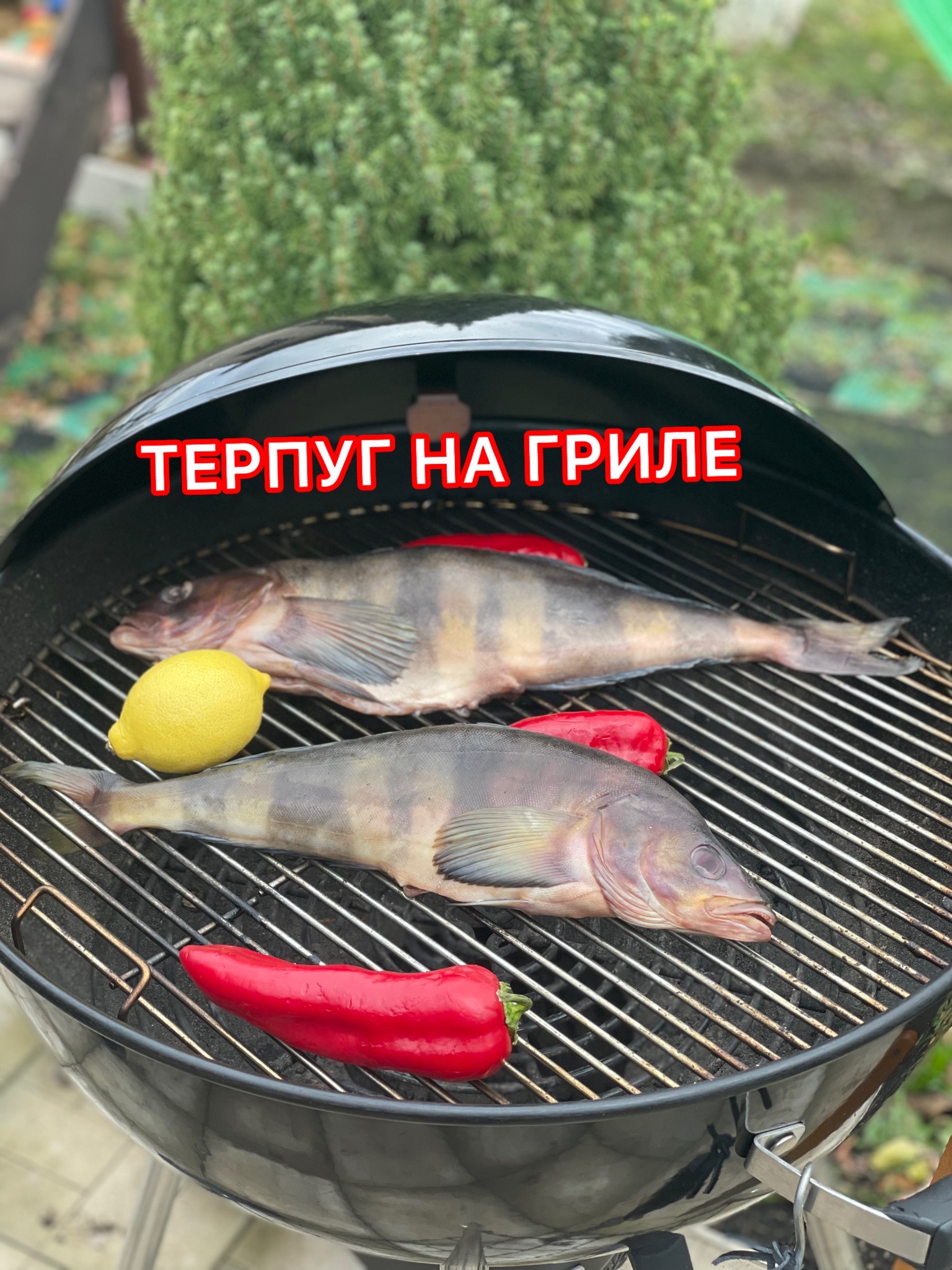 Терпуг на электрическом гриле