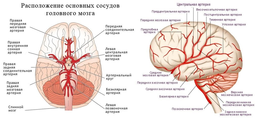 4 артерии головного мозга. Основная артерия головного мозга анатомия. Сосуды питающие головной мозг схема. Строение сосудов головного мозга человека. Кровоснабжение сосудов головного мозга схема.