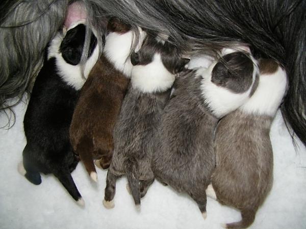 Слева направо: черный, коричневый, два голубых и палевый щенки