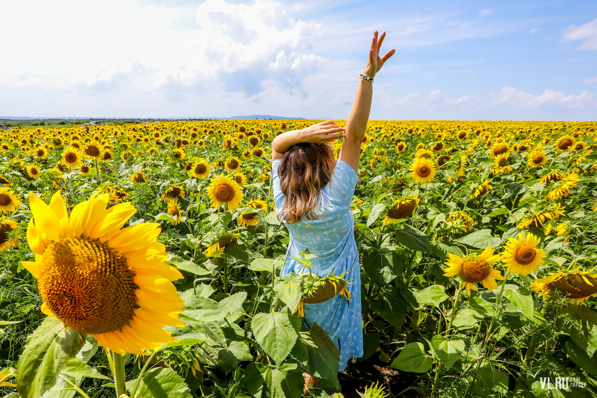 Подсолнухи