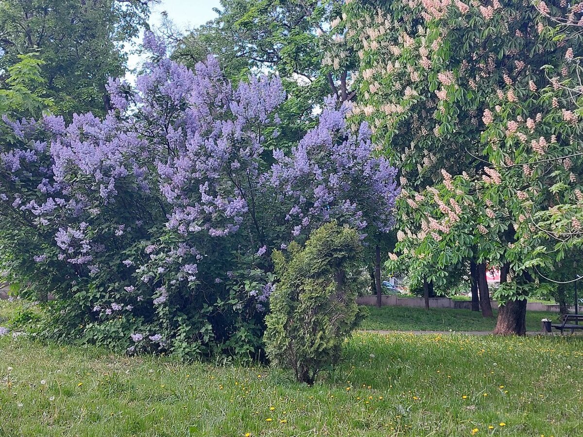 Сирень и каштаны. Курск.