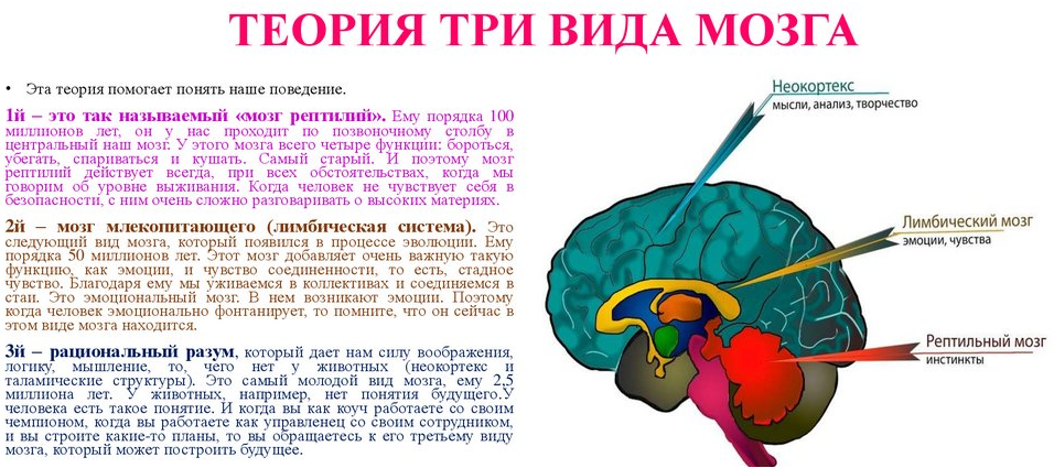 ЗНАКОМЬТЕСЬ, МОЗГ: как он работает? Просто о сложном. | Код Гениальности |  Дзен