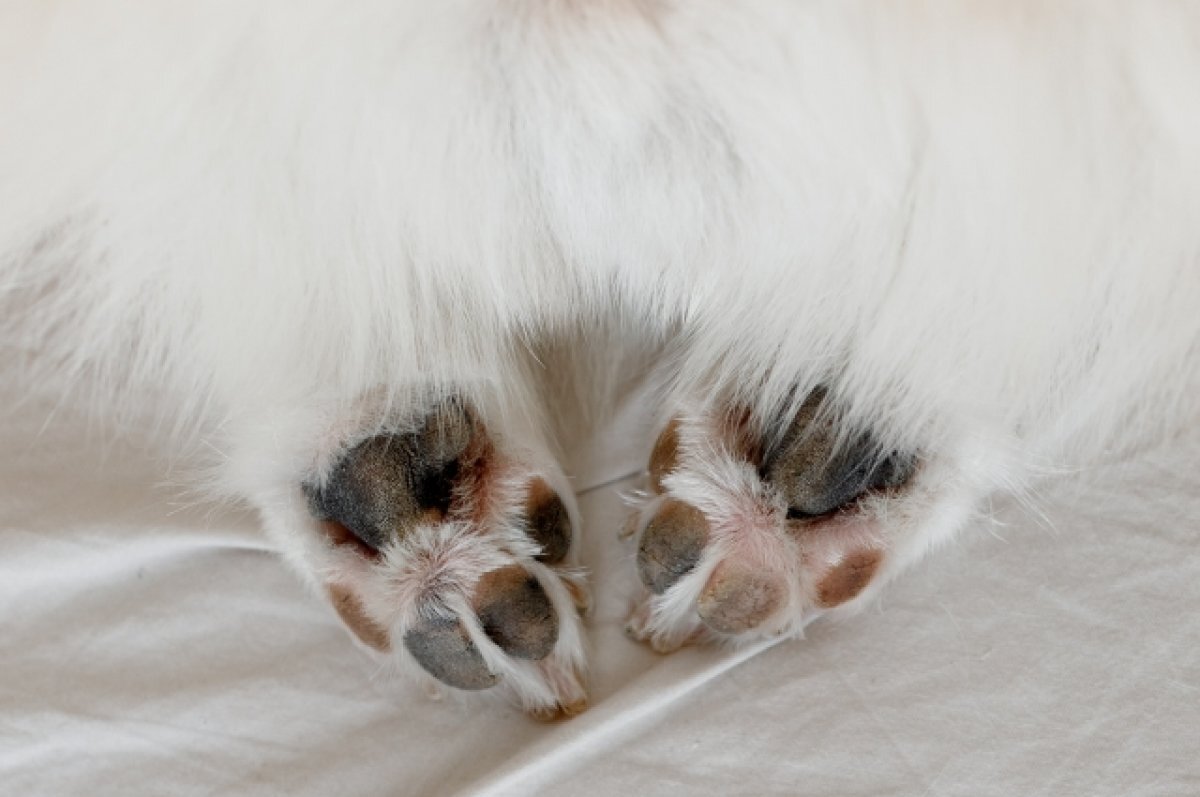    В Ижевске прошли одиночные пикеты против эвтаназии животных