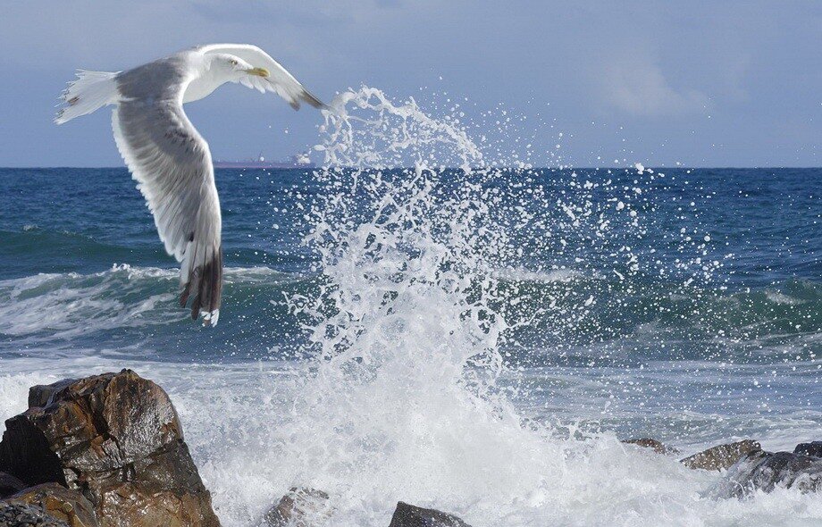 Фото из интернета. Чайки у моря.