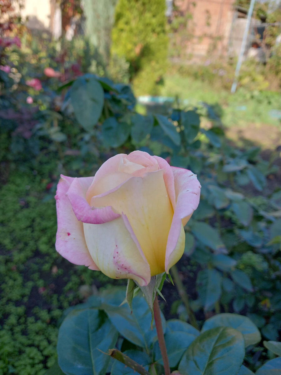 Глория Дэй в полуроспуске