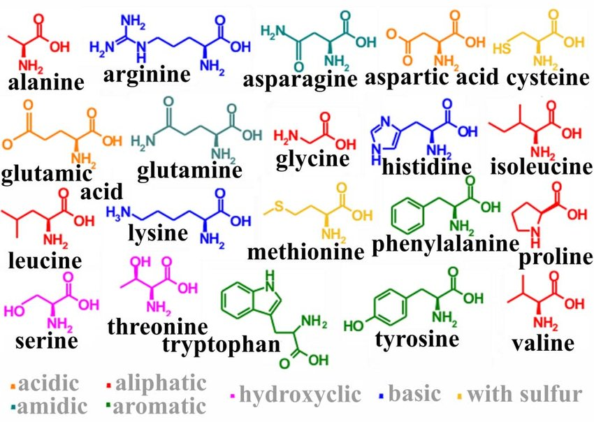 Химические элементы аминокислот. Белковые аминокислоты формулы. 20 Белковых аминокислот формулы. 20 Аминокислоты химия формулы. Структурные формулы белковых аминокислот.