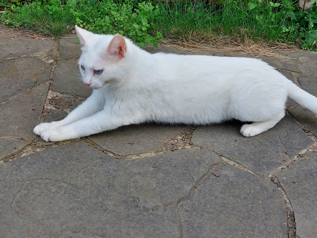 Кот симба младший