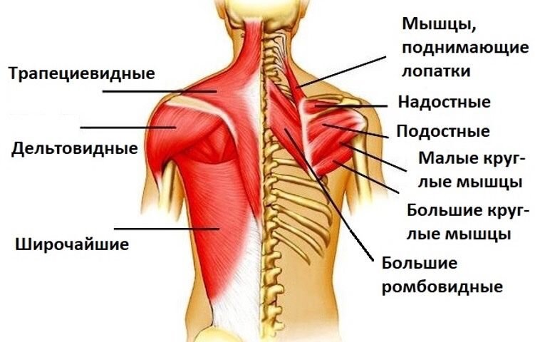 Анатомические области спины