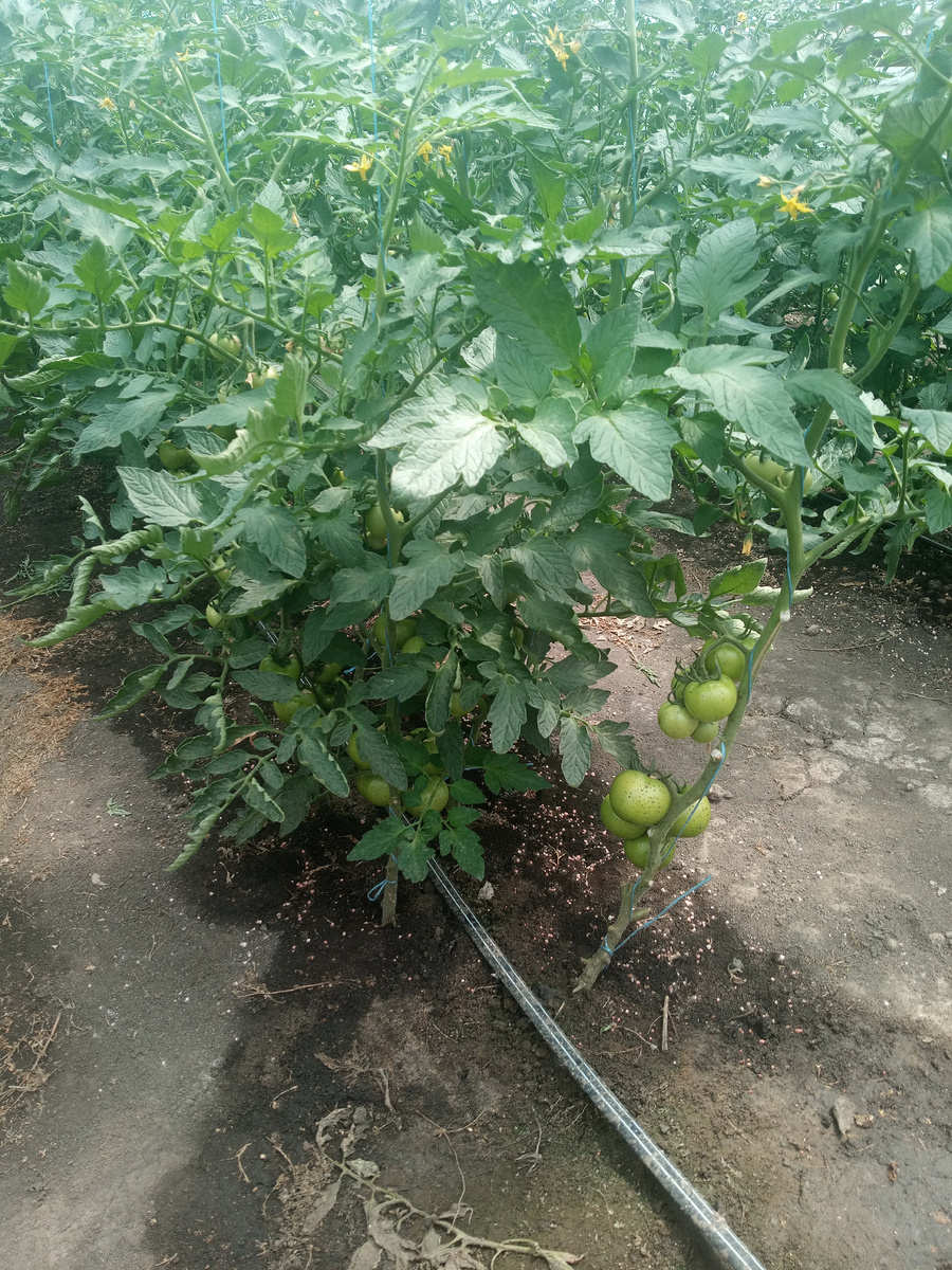 Хочу поделиться некоторыми мыслями о ручном опылении 