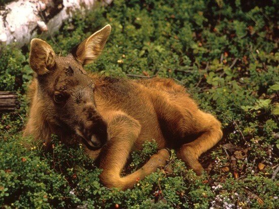 Лосенок был изранен, когда вышел к людям!