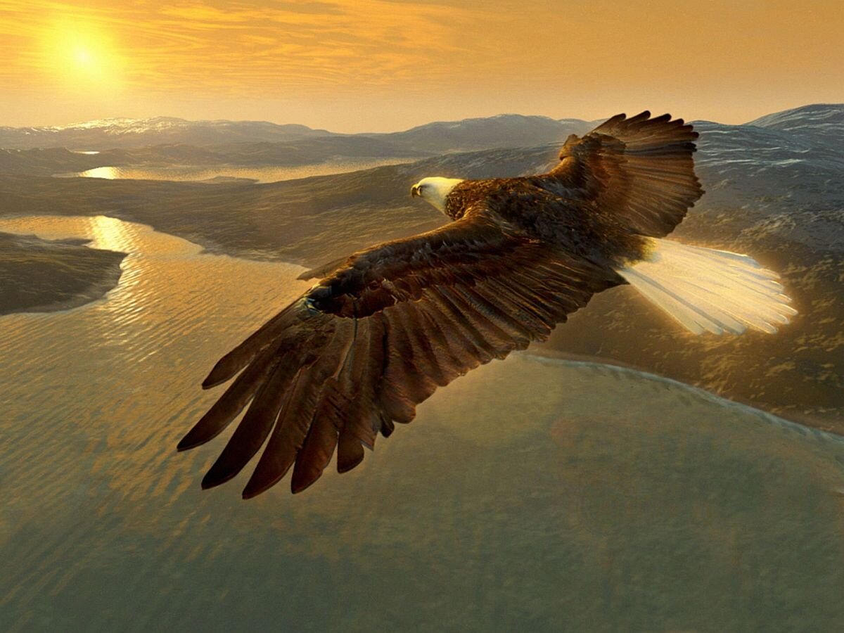фото летящих орлов