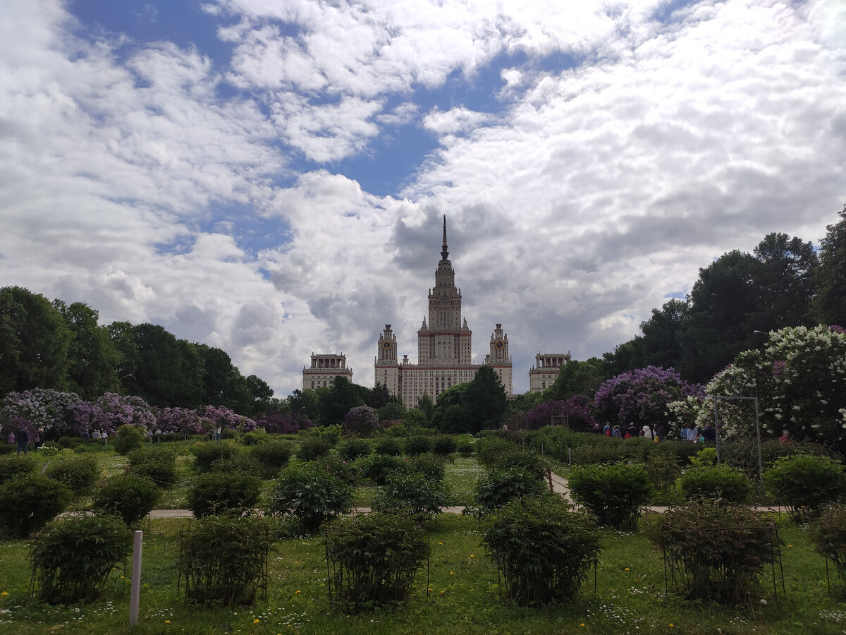 Ботанический сад МГУ, цветущая сирень. Слева -  иностранные сорта, справа - российские