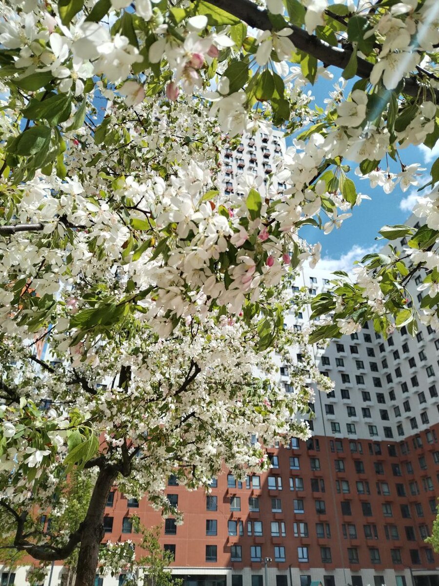 Митино парк 