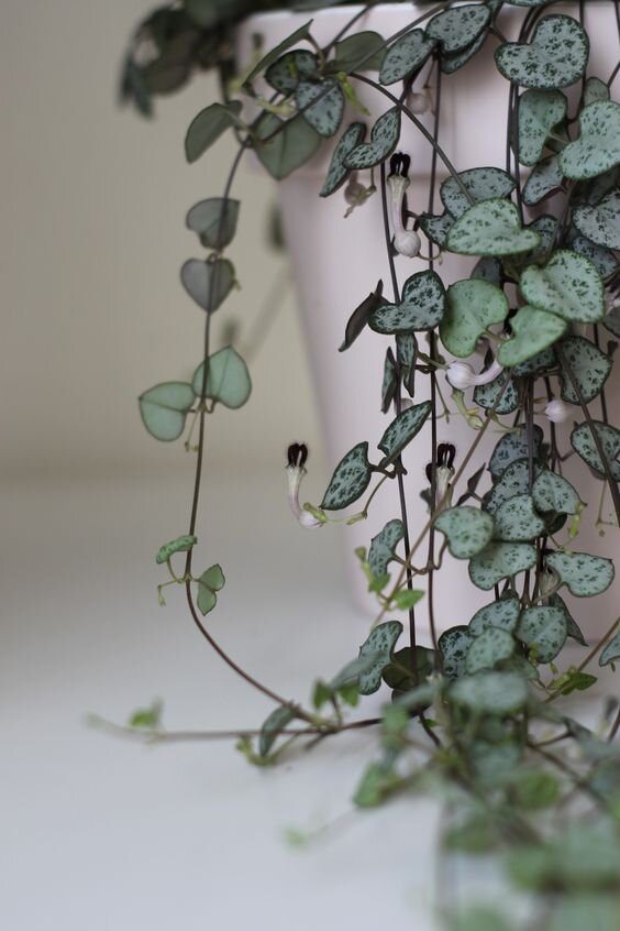 Церопегия Вуда. Фото: pinterest.com