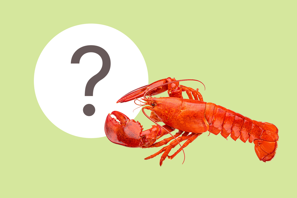     Считаете, что детские загадки про животных очень просто разгадывать? Проверьте свою сообразительность