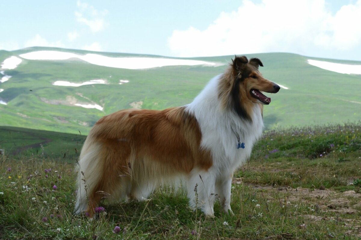 Источник фото: https://foto-ram.ru/собака-породы-колли-фото-цена/