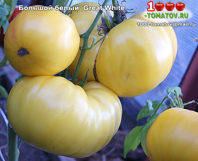 Томат Большой белый Great White ФОТО 1