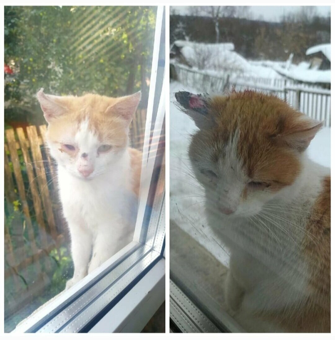 Брат Игната на окне